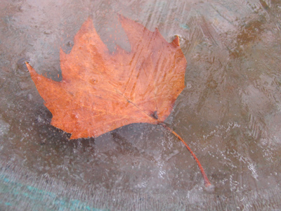 Ophelia`s leaf (see November 6) is now frozen in time.