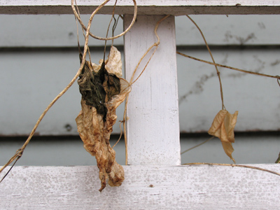 Right across the street, and I never noticed this hanging around.