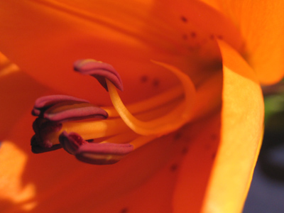 Yes, it`s the same lily from December 8, but after a week in my refrigerator it`s starting to smell like taco sauce.