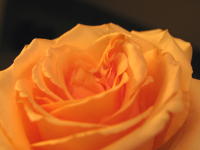 Memory is the ability to gather roses in the winter.