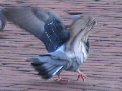 `Bricks are cold - bricks are cold - bricks are cold.`