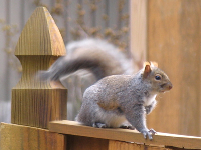 For those of you not fluent in squirrel, the raised paw and thrashing tail mean `I`m gonna hurt you`.