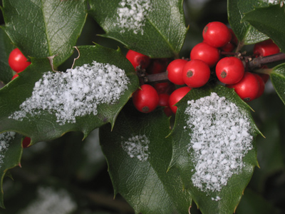 Next year`s Christmas card.