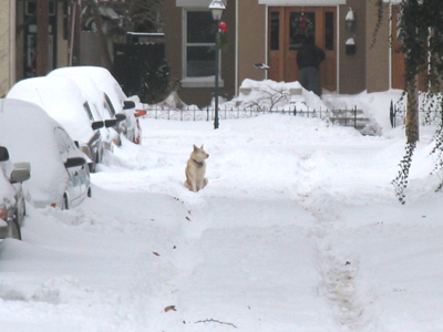 The neighborhood arctic rescue dog stands ready.  [I hate winter.]