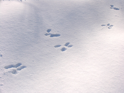 Not my footprint.  [I hate winter.]