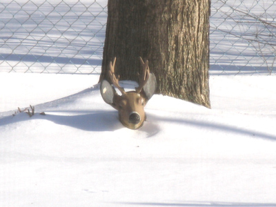 Wild animals struggle to cope with the heavy snowfall.