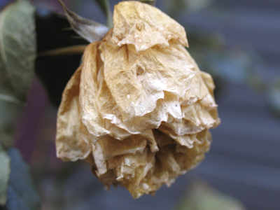 Freeze-dried blossom (see December 26).