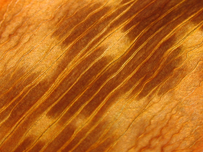 Flowers are pretty, but they can sometimes be vein.