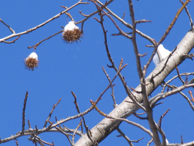 Deceptively sunny today, considering how cold it was.