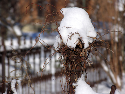 It`s a snow-covered whatsit.