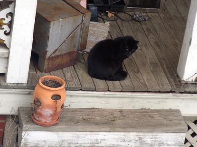 A cat`s day:  sleeping, eating, killing, grooming [repeat].