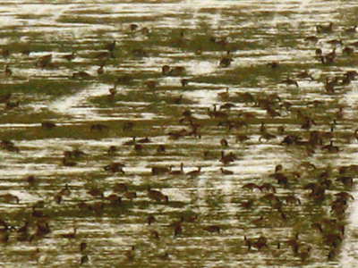 Geese are naturally camouflaged in a snowy field.  At least, I think I see geese.