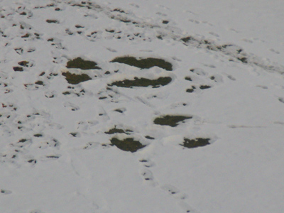 Last week`s snow angels.