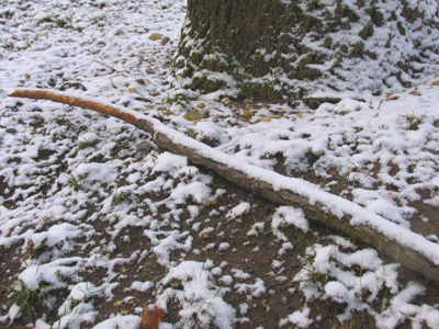 This kind of snow will stick to anything -- even a stick.