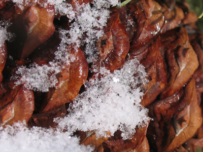 Who wants an ice cream cone when you can have an ice pine cone?