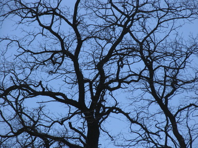 Thus in the winter stands a lonely tree, Nor knows what birds have vanished one by one, Yet know its boughs more silent than before. EDNA ST. VINCENT MILLAY