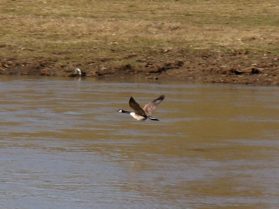 Seek`st thou the plashy brink Of weedy lake, or marge of river wide, Or where the rocking billows rise and sink On the chafed ocean-side? WILLIAM CULLEN BRYANT