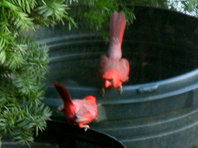 Relax birdbrain, it`s your own reflection.