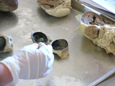 `Let`s play with the sheep eyes!`