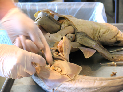 `Let`s play with the shark guts!`