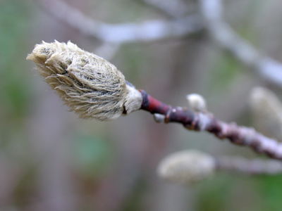 The promised kiss of springtime that makes the lonely winter seem long.