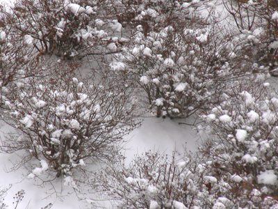 Snow-catching bushes from a distance.