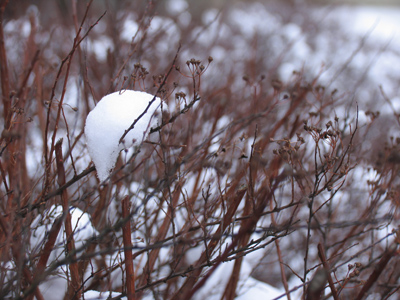 Snow-catching bushes up close.