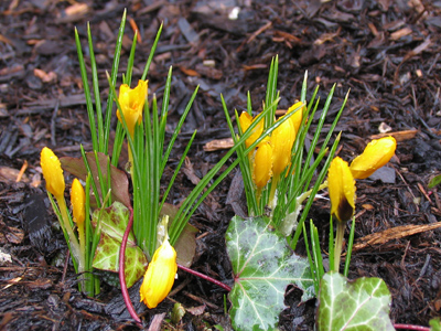 Sure the weather`s been nice for the past couple of days, but this is a bit optimistic.