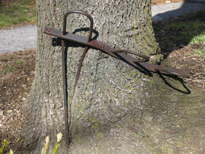 That`s a REALLY old fence.