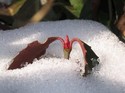 Seventeen days until spring!