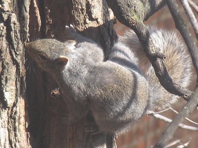 It`s an amazing coincidence that squirrels are tree-color.