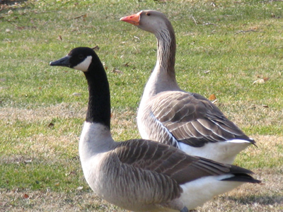 In a shocking victory for the liberal left, it was announced today that what`s good for the goose is good for the gander.