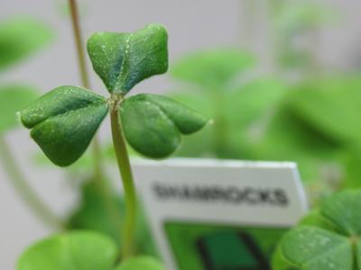 Happy St. Patrick`s Day.