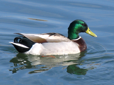 Okay, evolutionists:  why the green head?