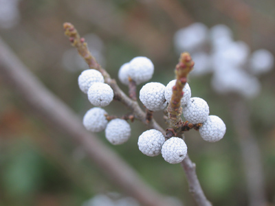 Where Sen-Sen come from.