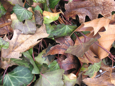 Christmas isn`t the only time to give presents.  Autumn isn`t the only time to take pictures of leaves.