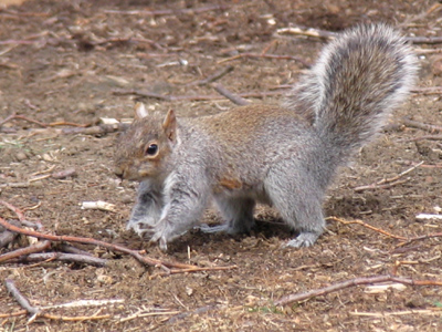 Squirrels don`t need Tupperware to store their food.