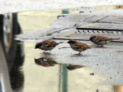 Suburban sparrows get better birdbaths.