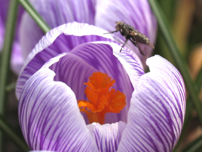 Flowers and bugs, together again.
