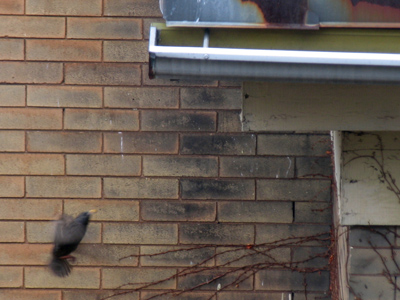 To the victor goes the spoils (see March 4).  Actually this is the survivor;  the victor was a cat.