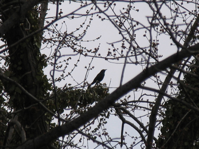 The flowers appear on the earth; The time of the singing of birds is come, And the voice of the turtle-dove is heard in our land. SONG OF SOLOMON 2:12