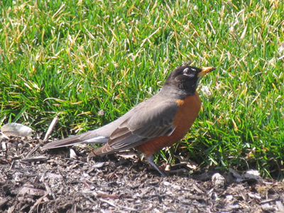 A beakful of bugs and looking for more.