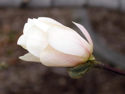 Coaxing the bloom in the old dogwood, And the green gits back in the trees. JAMES WHITCOMB RILEY