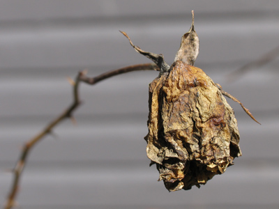 Last year`s roses, now half price.