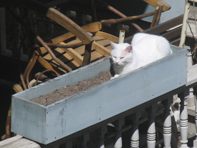 The warm sunshine naturally compels animals to a higher level of activity.