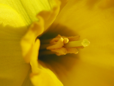 The secret of a daffodil.