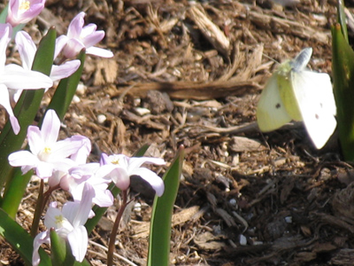 Butterfly on final approach.