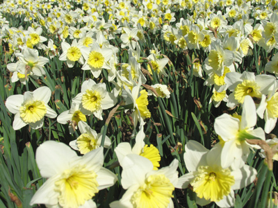 Wow, that bee did a great job of pollenating yesterday!