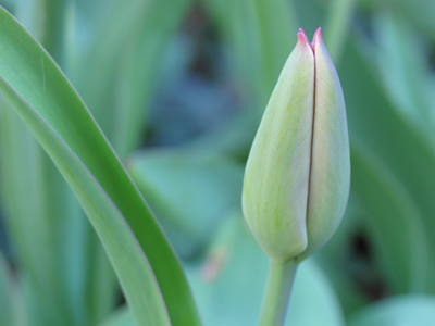 Tulips emerge very quickly -- almost overnight.