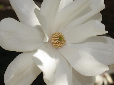 Perfect -- for now, until the hard rains of spring come.